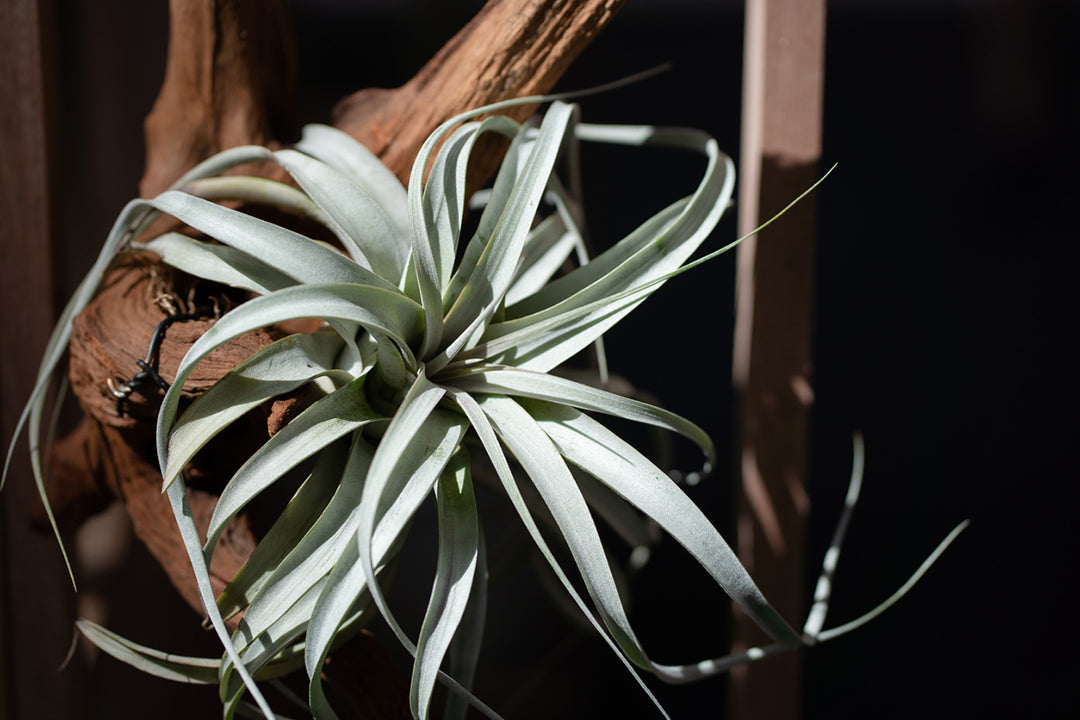 tillandsia xerographica air plant on piece of wood with dark background