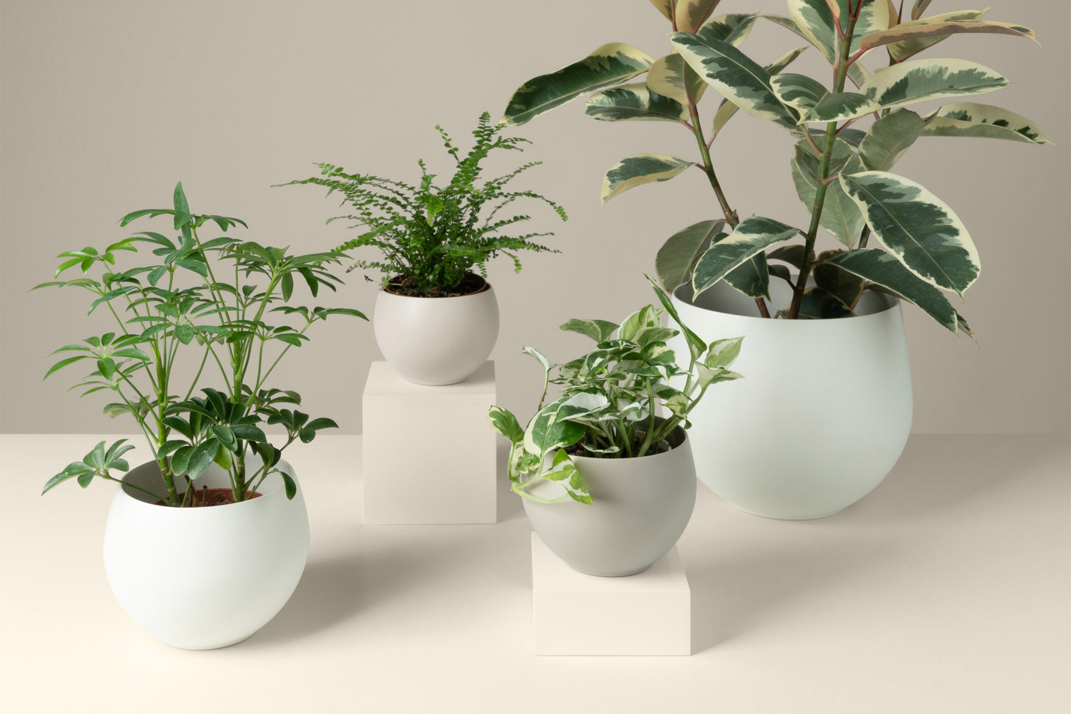 aluminum pots for houseplants