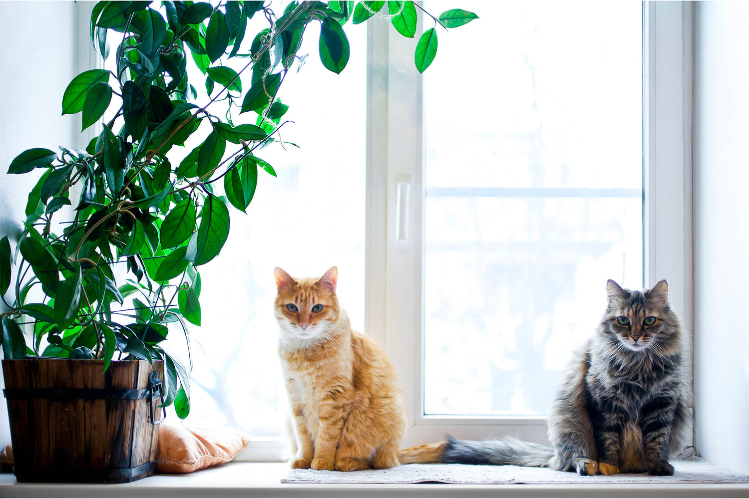 What Indoor Plants Are Toxic to Cats? Top 10 Plants to Avoid
