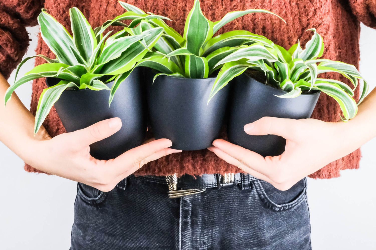 woman in fall sweater holding potted houseplants