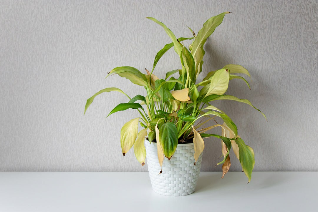 drooping Chinese evergreen with yellow leaves
