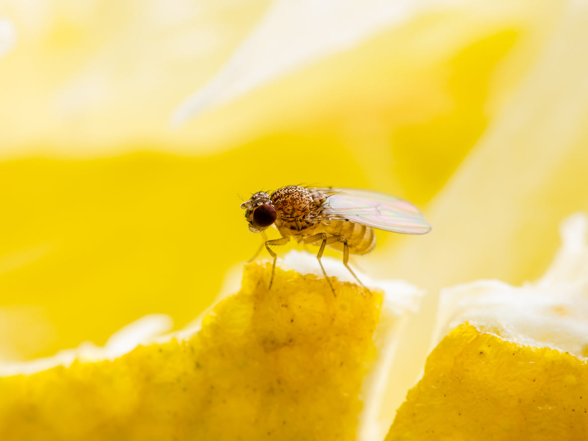 Tropical Fruit Fly Drosophila Diptera Parasite Insect Pest on Ripe Fruit Vegetable Macro