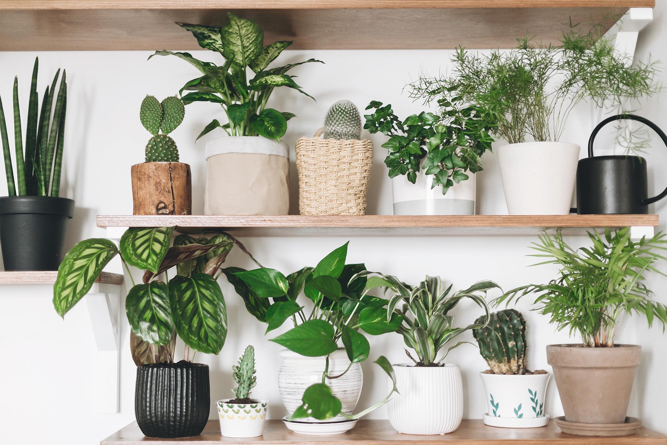 a group of houseplants styled on a floating shelf