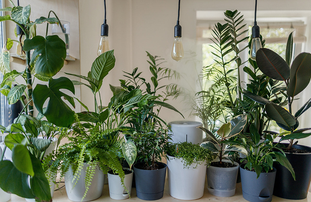 group of potted houseplants sitting on table