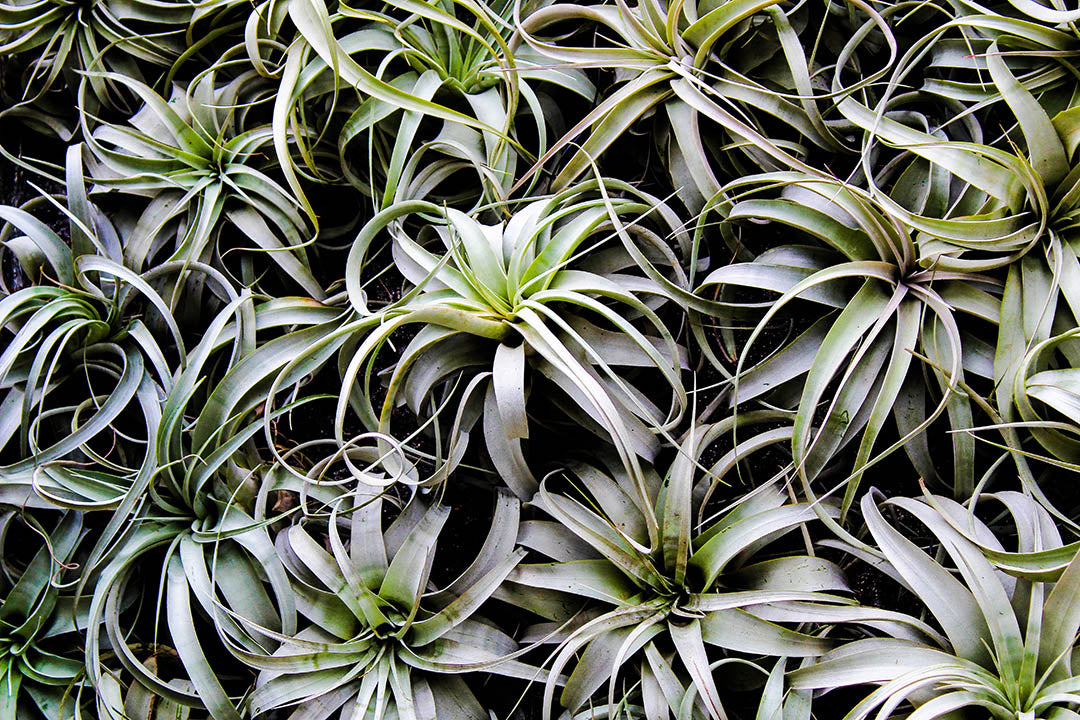 Do Air Plants Need Soil? Here’s What Air Plants Need!