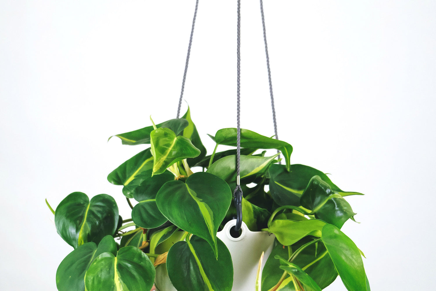 hanging philodendron brasil houseplant