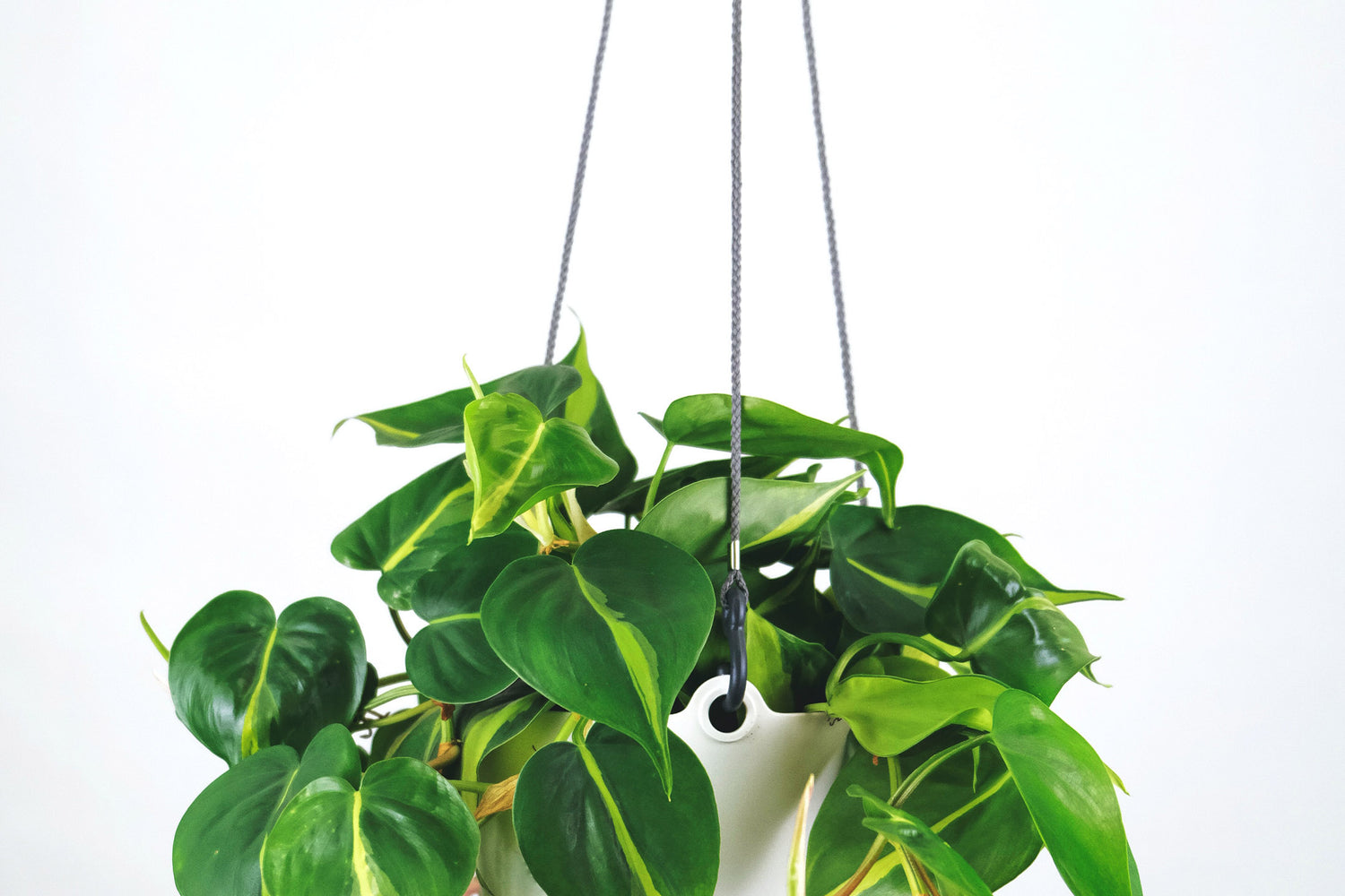 hanging philodendron brasil houseplant