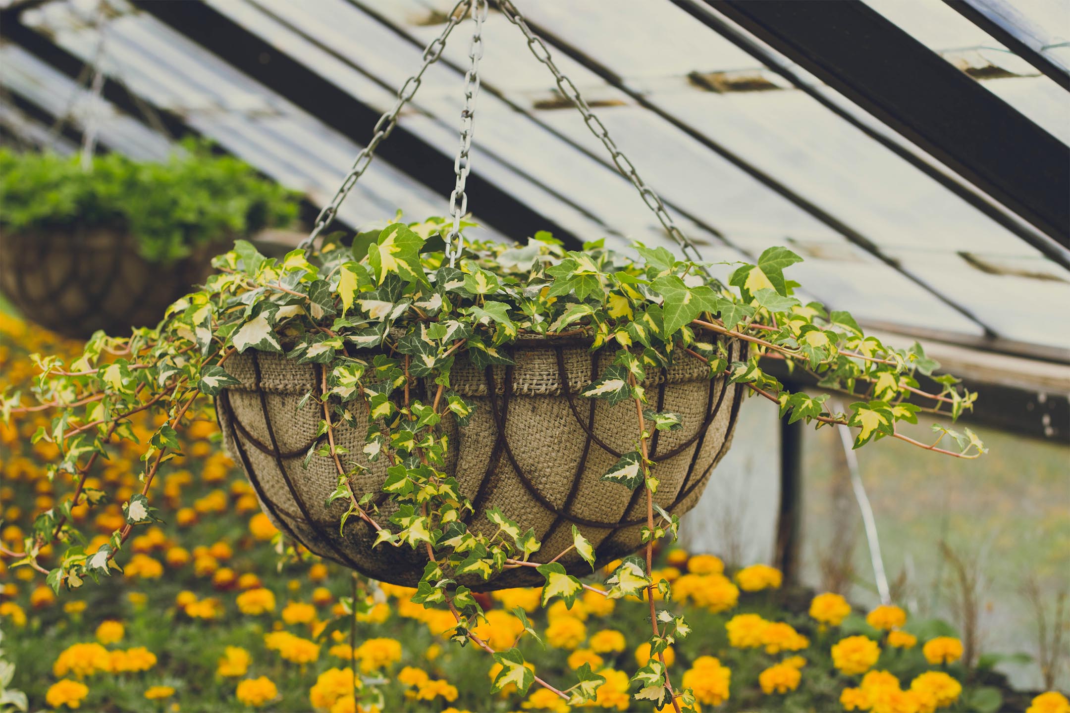 Houseplant in a hanging basket in a nursery