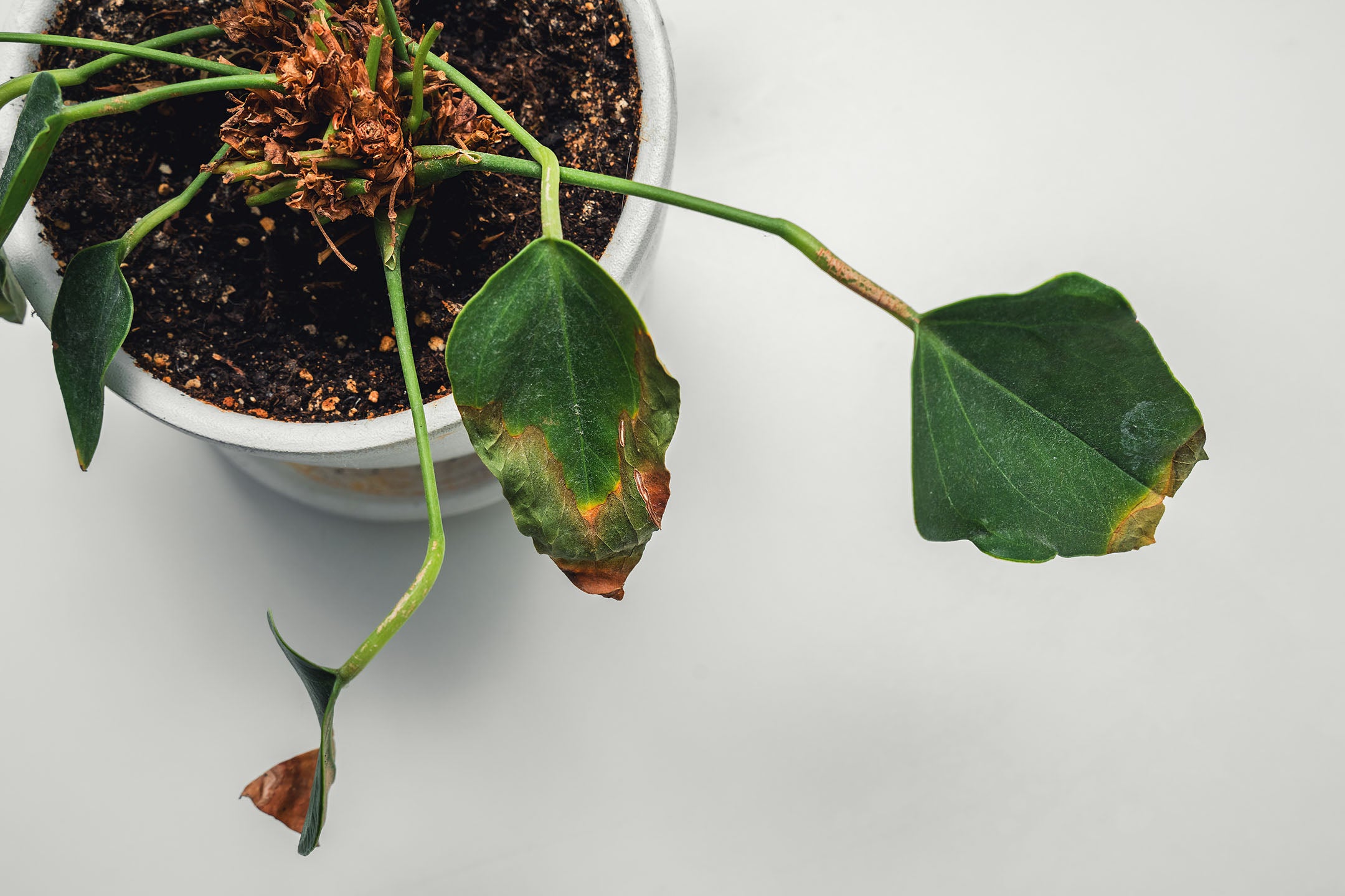 houseplant with crispy yellow leaves that are dropping