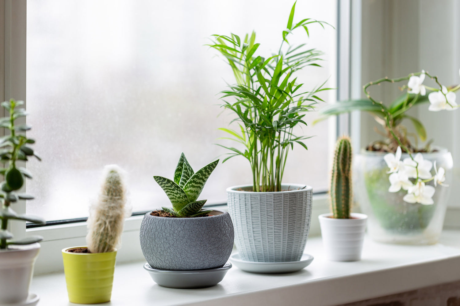 houseplants in ceramic pots on window sill