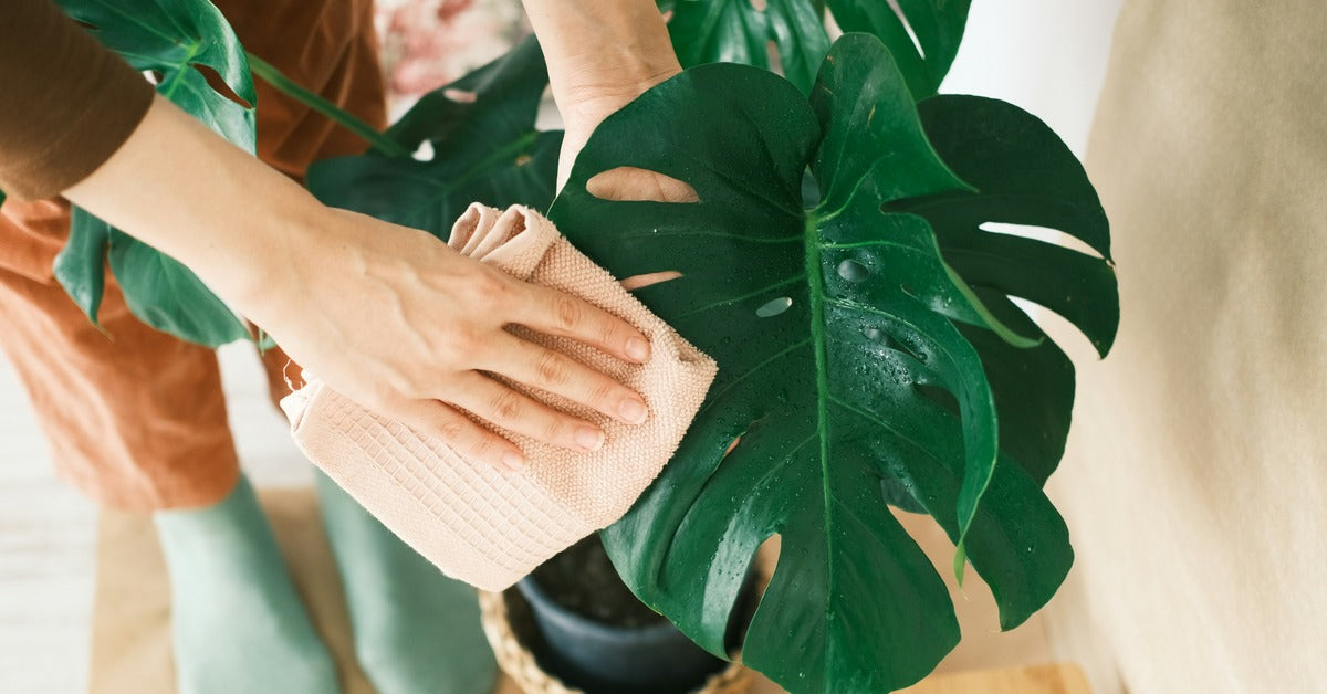 A person gently wiping a glossy monstera, supporting the leaf from underneath with one hand 