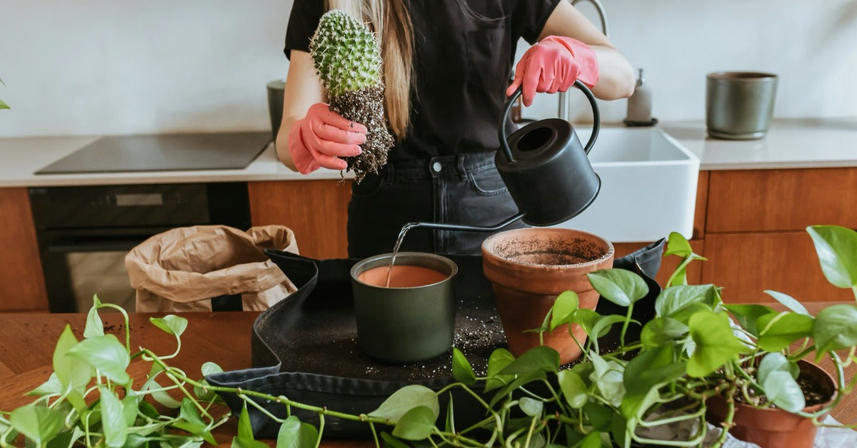 The Repot & Restyle: A Spring Plant Care Ritual