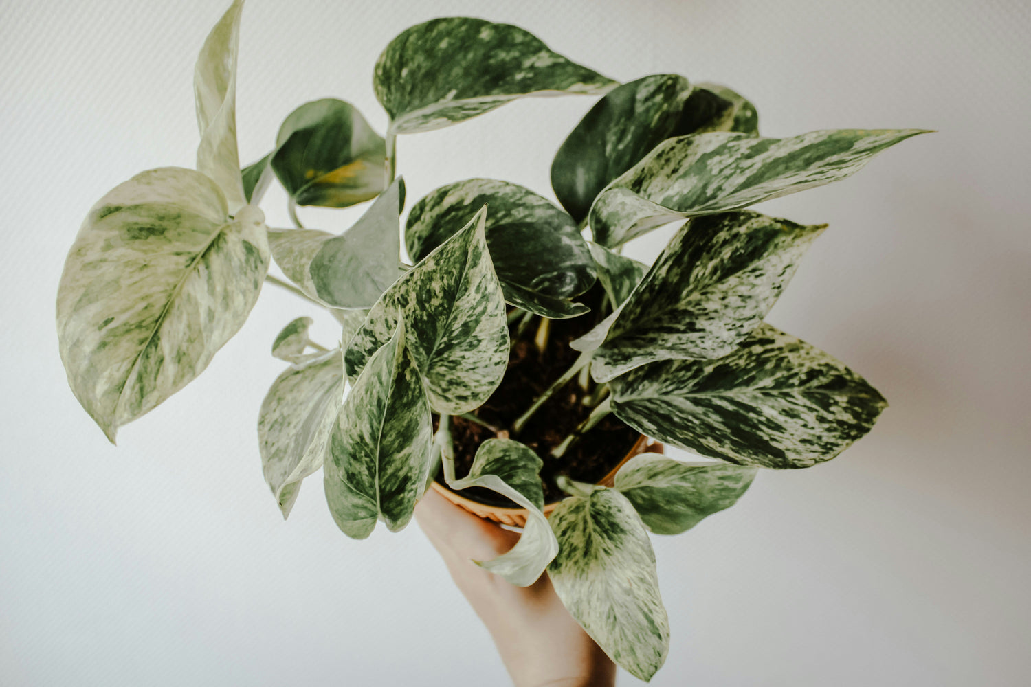 9 Easy Plants Made for the Braid & Wood Frame Wall Planter