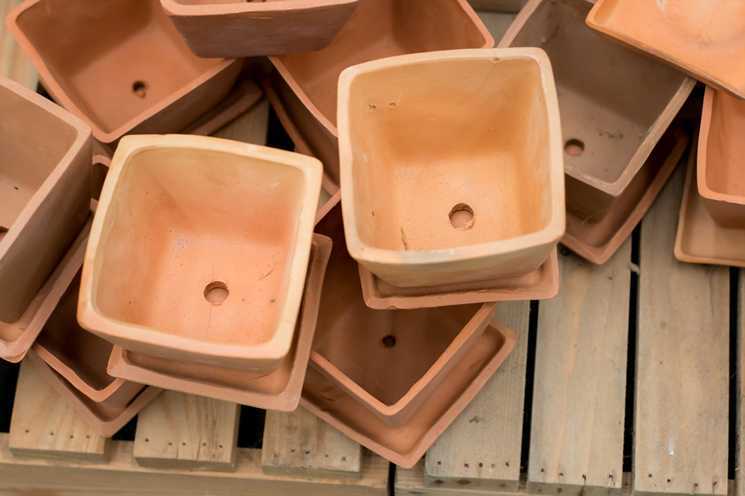 Do Plant Holders Need Holes? Which Ones, Why, and How To!