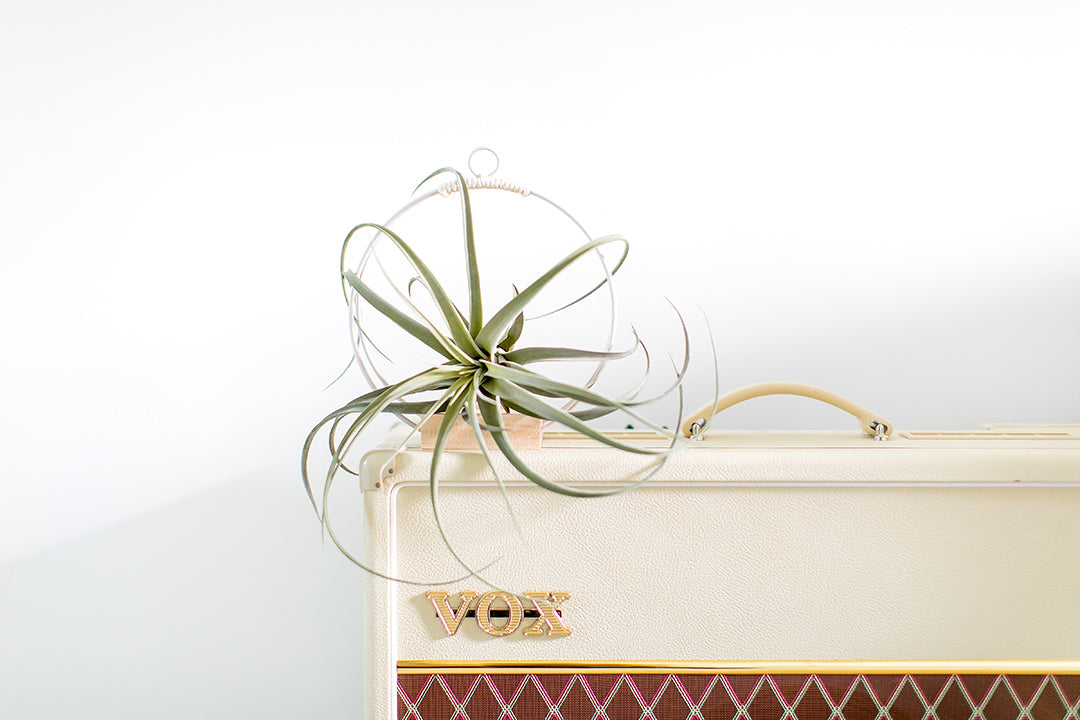 green air plant in braid & wood plant hanger on a mantle