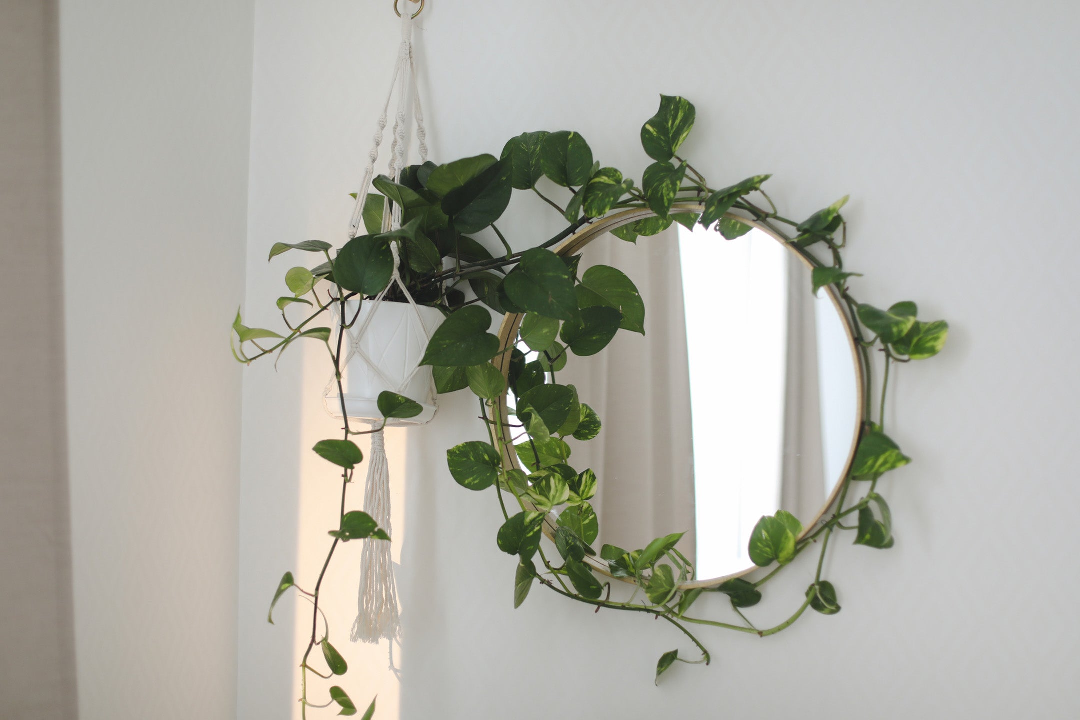 trailing pothos plant on wall and around circular mirror