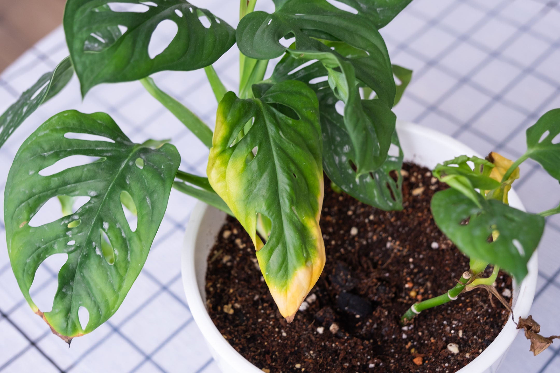 houseplant with yellowing leaves