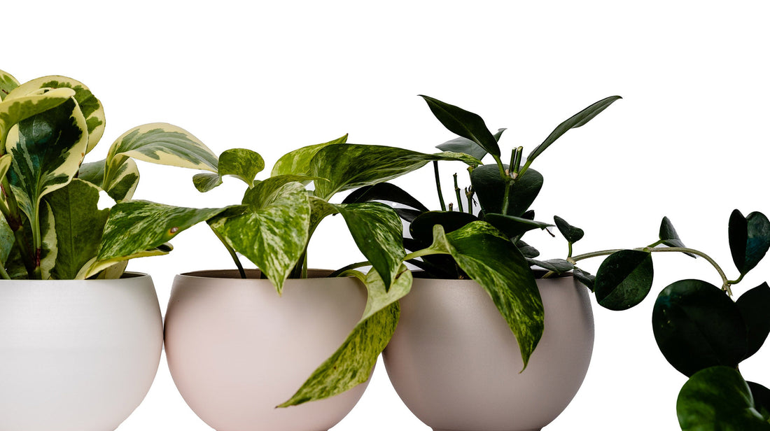 three modern aluminum pot with houseplants by braid & wood against white background