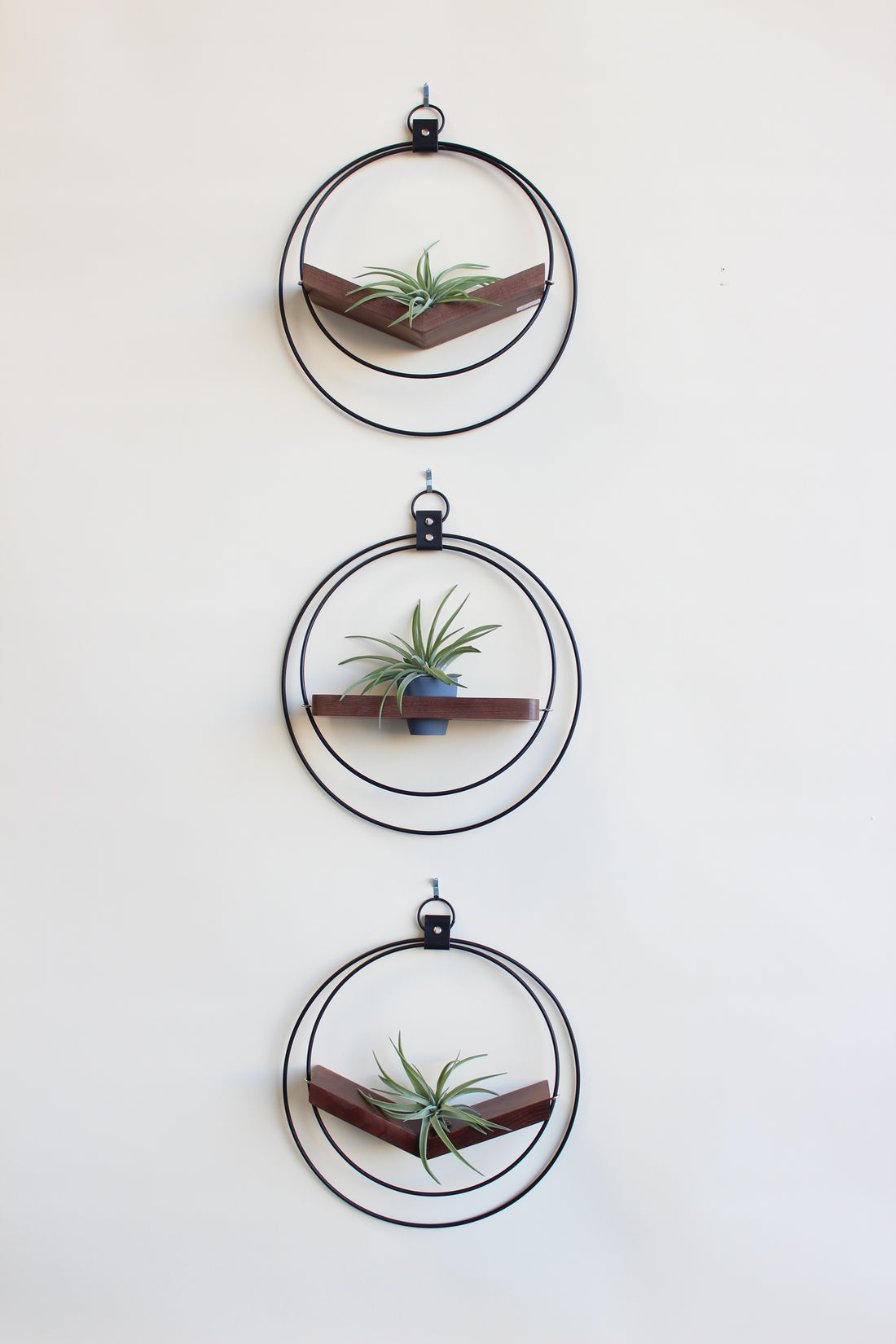 Air Plant V-Hanger & Shelf Mixed Trio