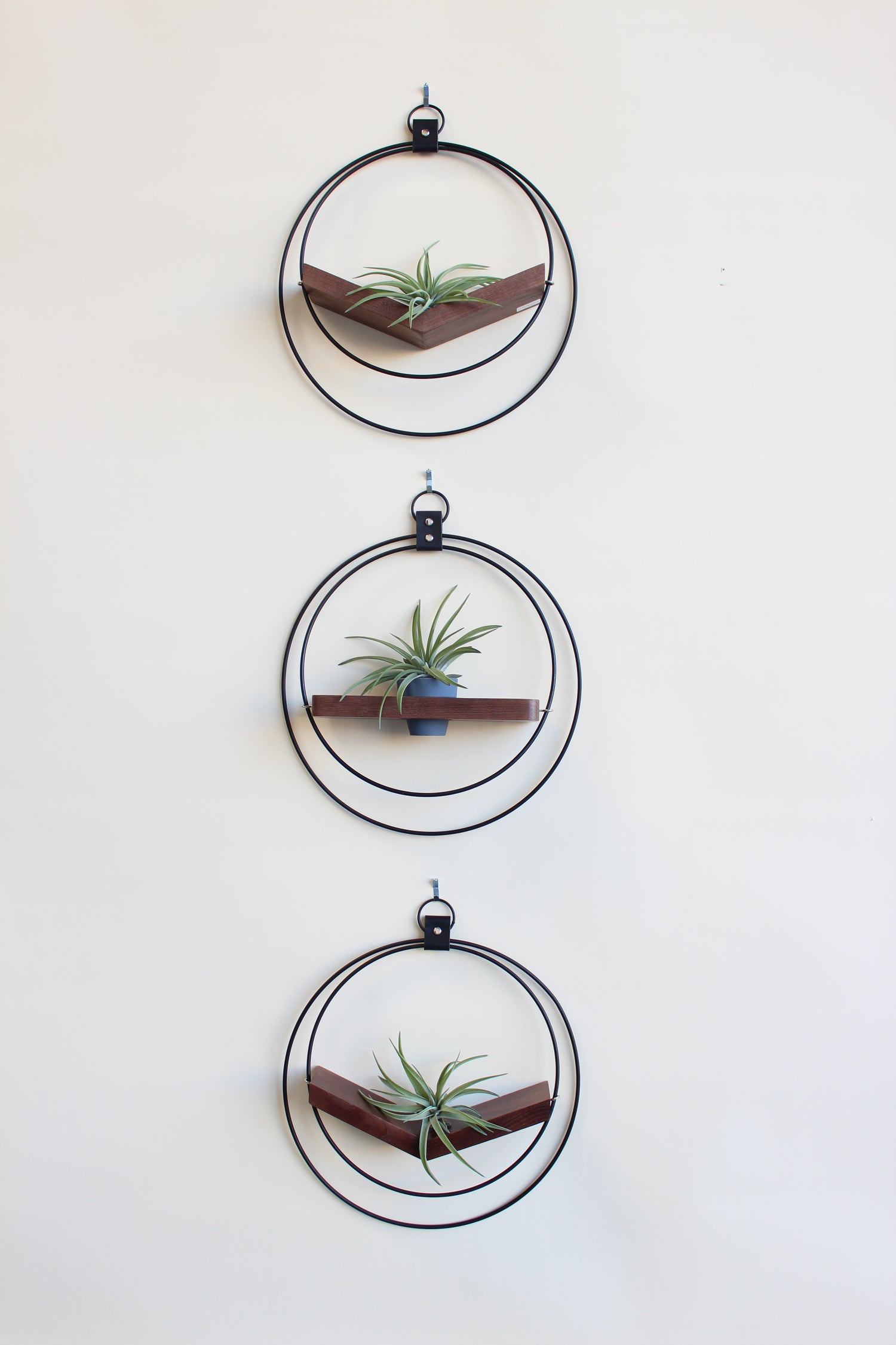 Three circular plant hangers mounted on a wall, each with a small air plant, arranged vertically.