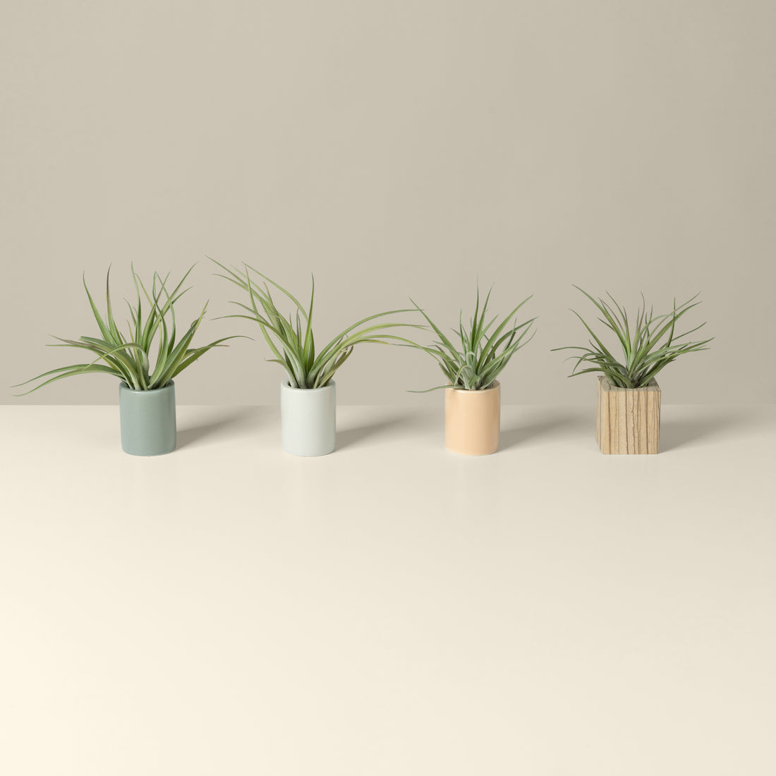 mini ceramic air plant holders with air plants by braid &amp; wood