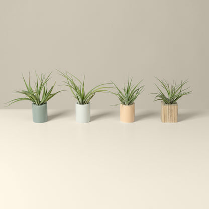 mini ceramic air plant holders with air plants by braid &amp; wood