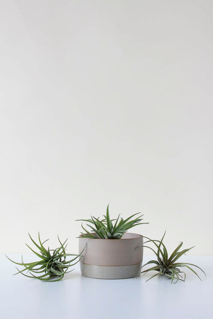 Three air plants with a ceramic air plant soaking dish on a white surface with a plain background