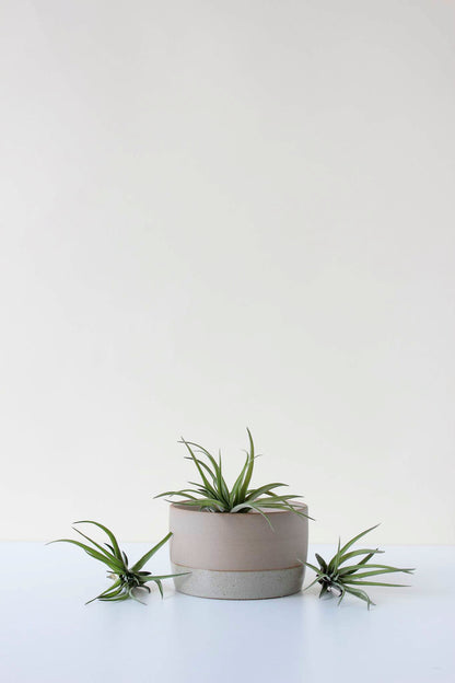 Three air plants with a ceramic air plant soaking dish on a white surface with a plain background