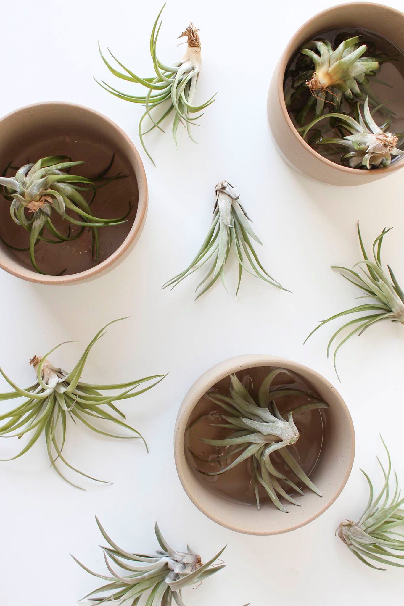 A group of air plants and ceramic soaking dishes on a white surface