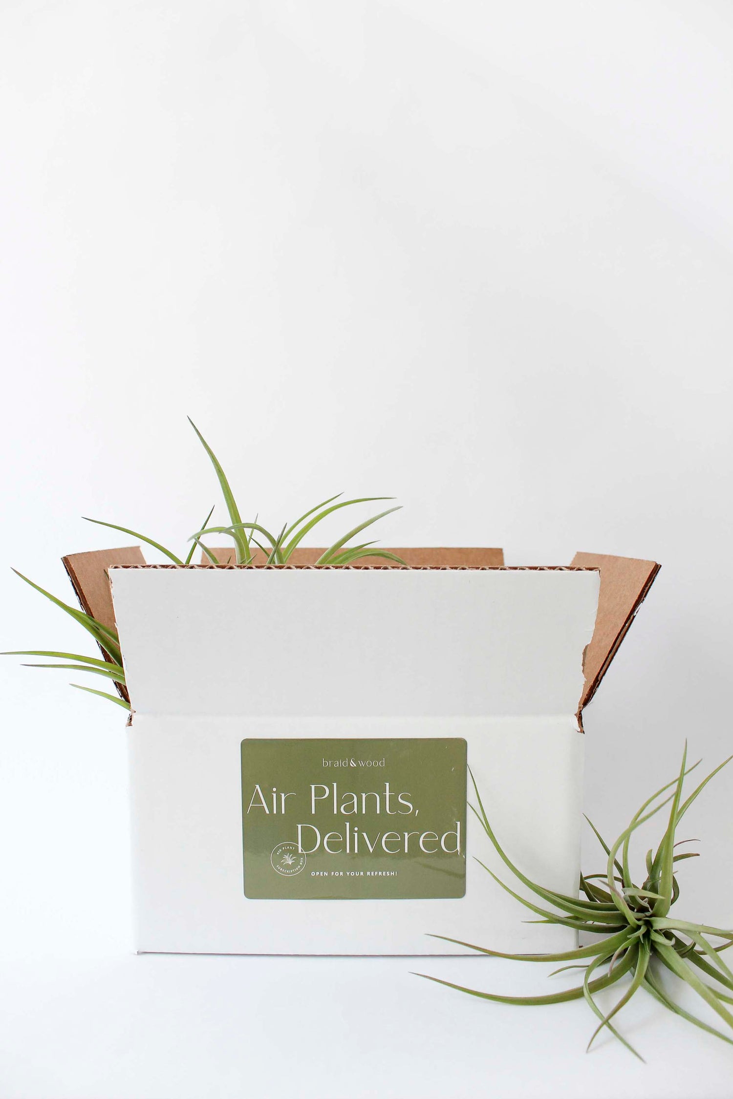 Air Plant Subscription Box
