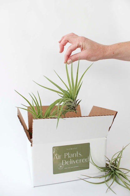Air Plant Subscription Box