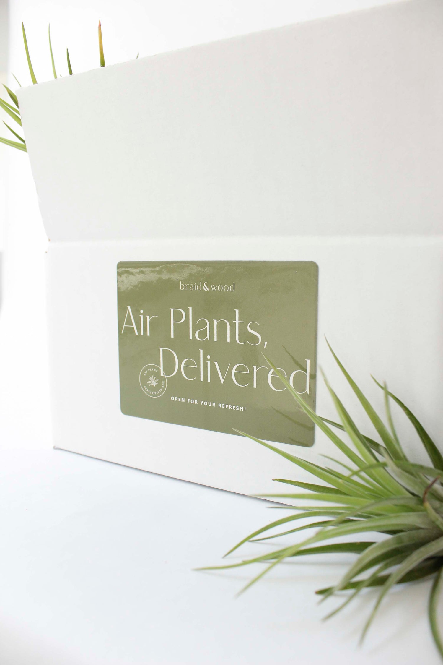 Air Plant Subscription Box