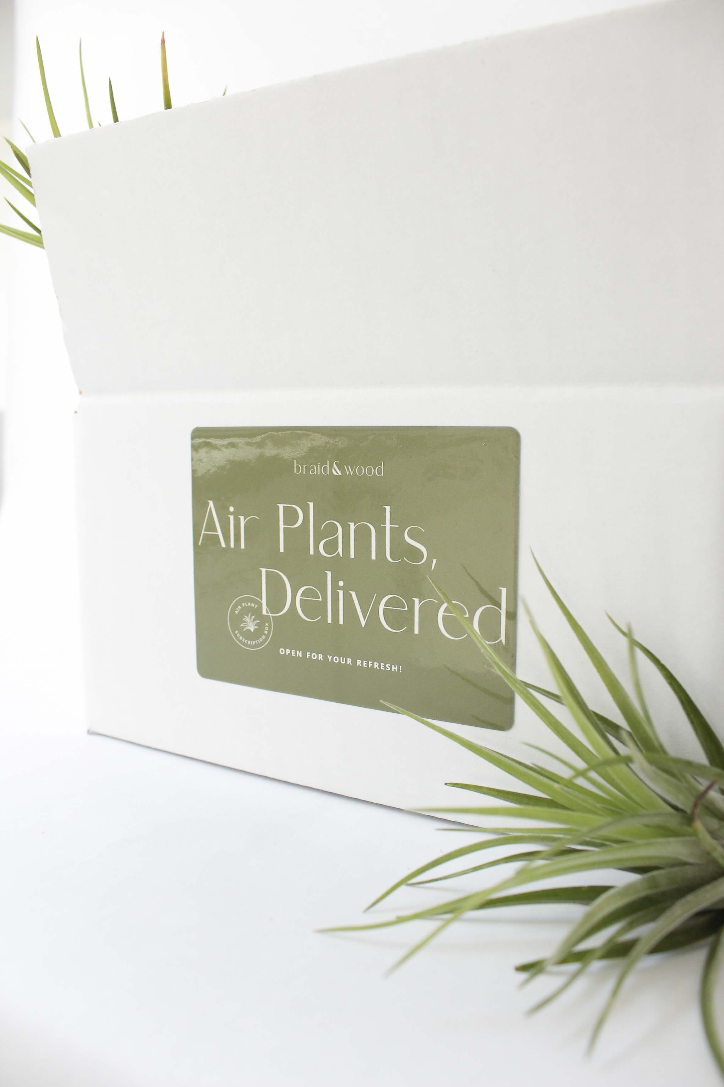 Air Plant Subscription Box