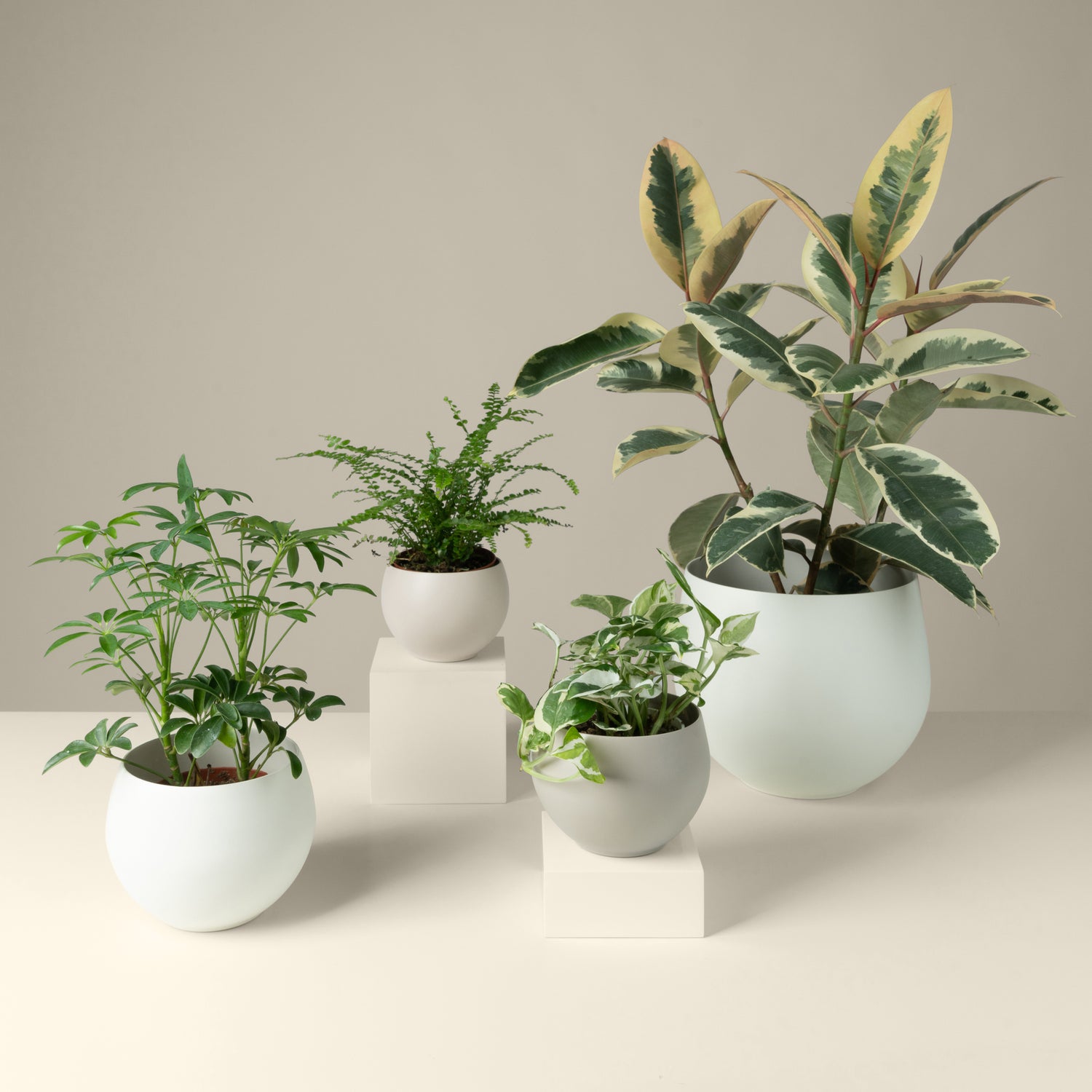 aluminum pots for indoor plants
