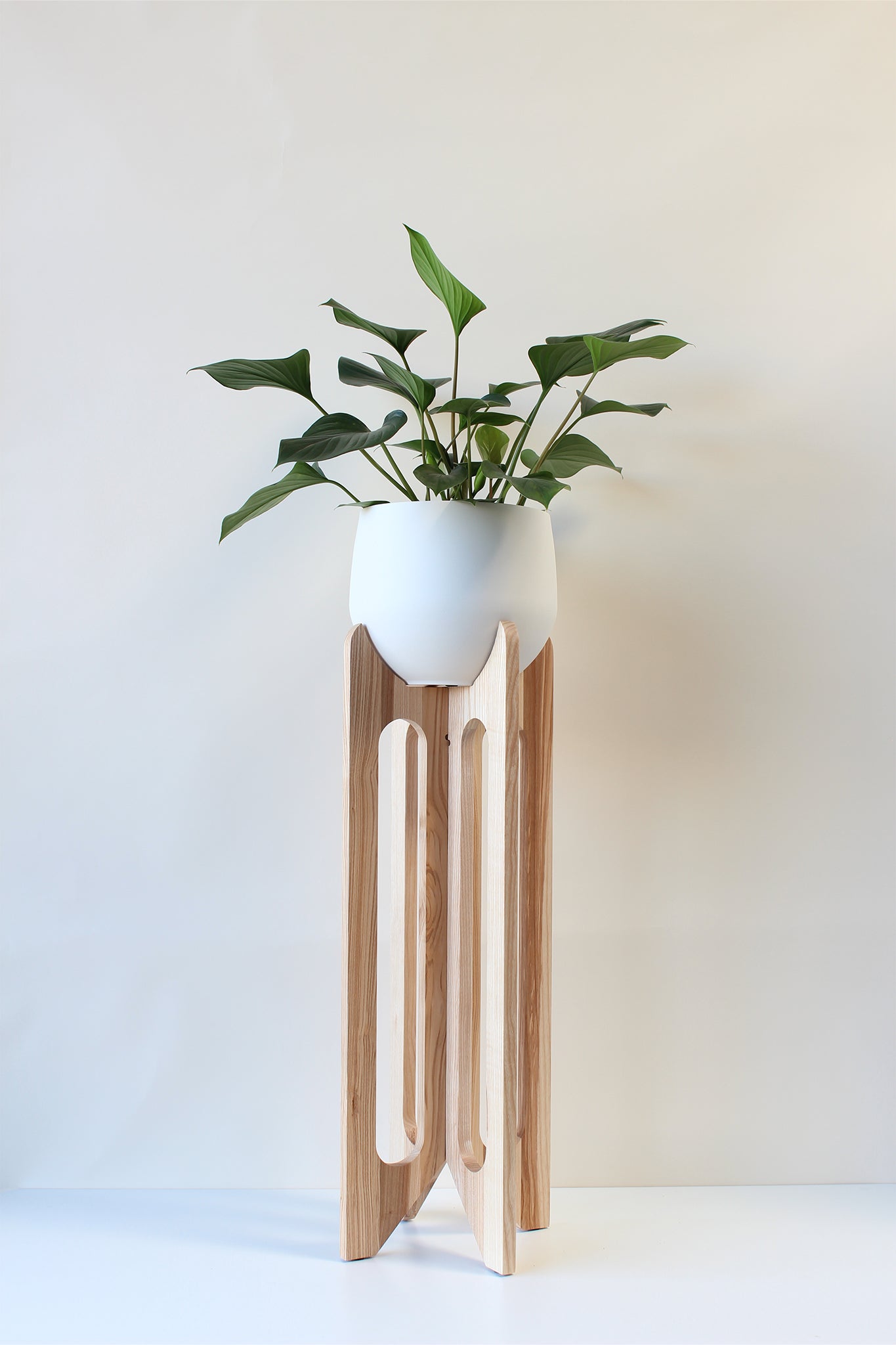 A white ash hardwood Arches Plant Stand with a spun aluminum pot and houseplant on a white background.