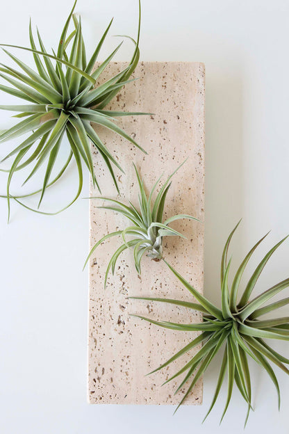 andy's air plants Air Plant Subscription Box