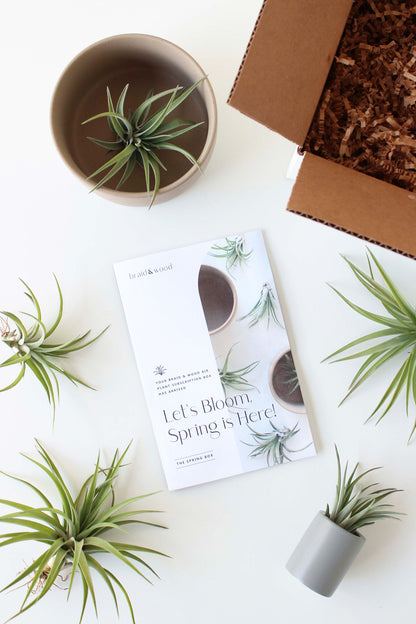 Air Plant Subscription Box