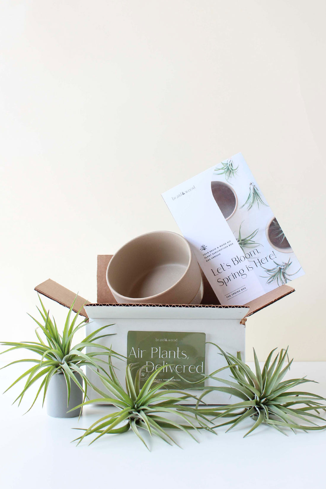 Air Plant Subscription Box