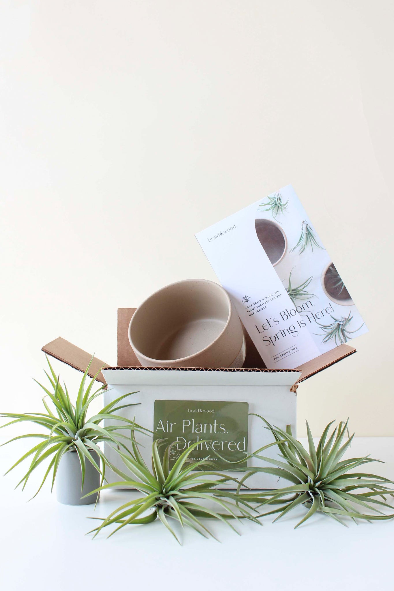 Air Plant Subscription Box