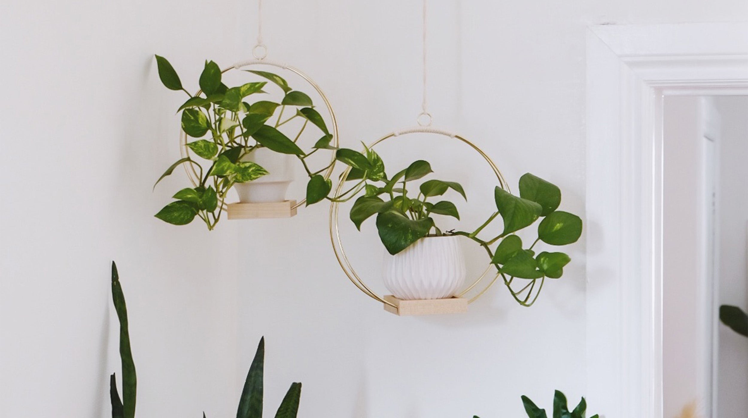 two modern gold plant hangers hanging in corner with white pots and pothos houseplants