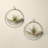 two white oak air plant hangers with gold metal and air plants