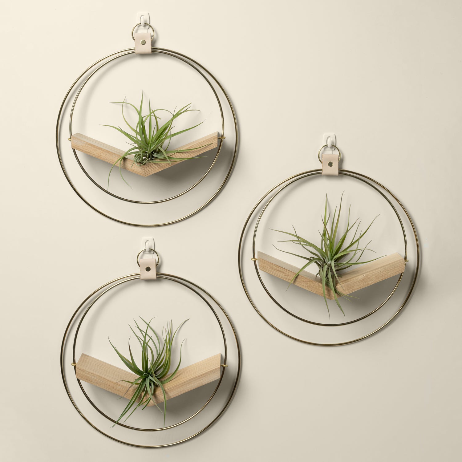 three white oak air plant hangers with gold metal and air plants