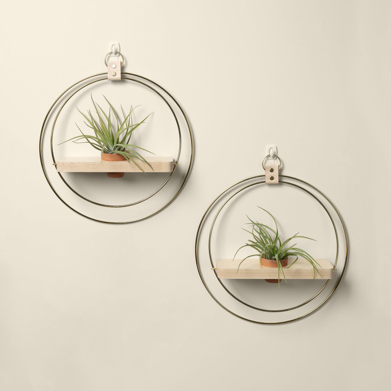 two wall mounted maple plant shelves with gold metal rings and terracotta pots