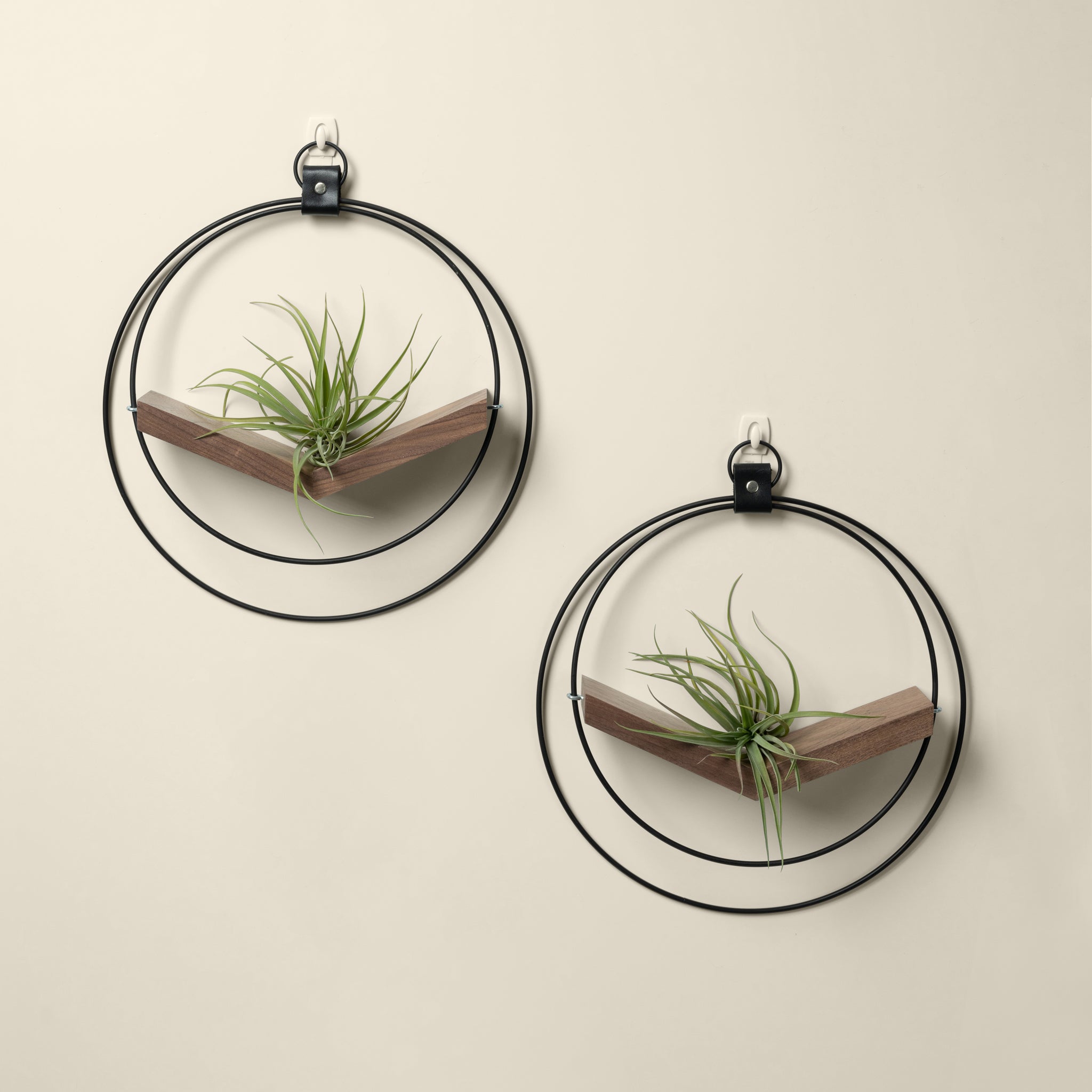two walnut air plant hangers with black metal and air plants