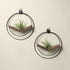 two walnut air plant hangers with black metal and air plants