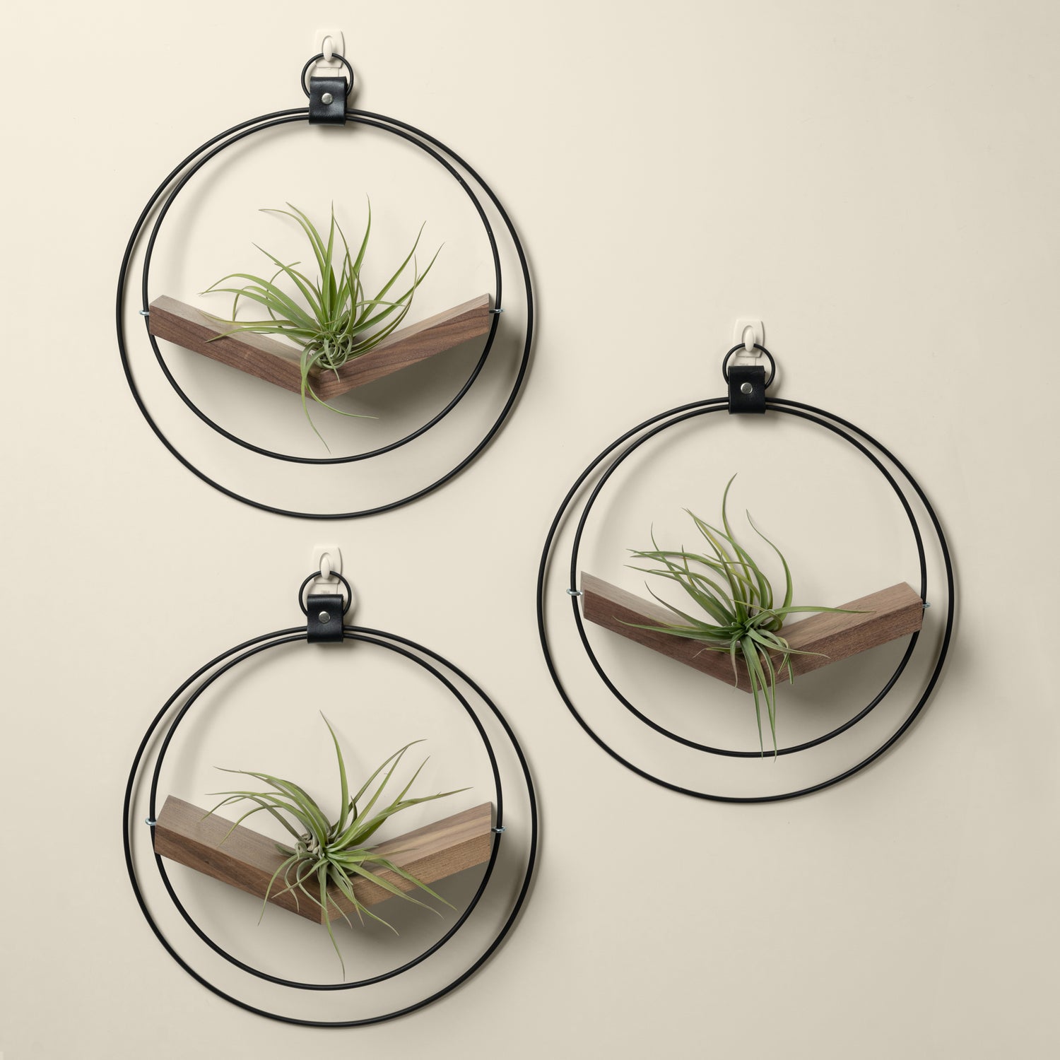 three walnut air plant hangers with black metal and air plants