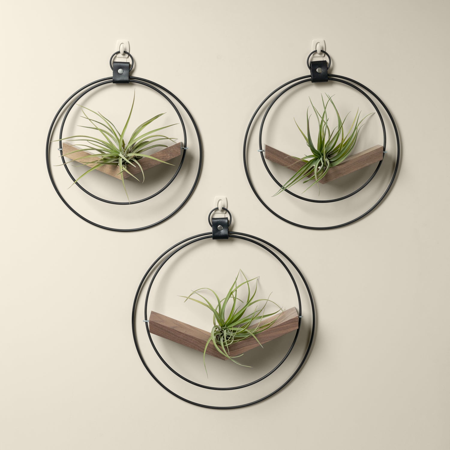 three black metal v shaped walnut air plant hangers with air plants