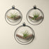 three black metal v shaped walnut air plant hangers with air plants