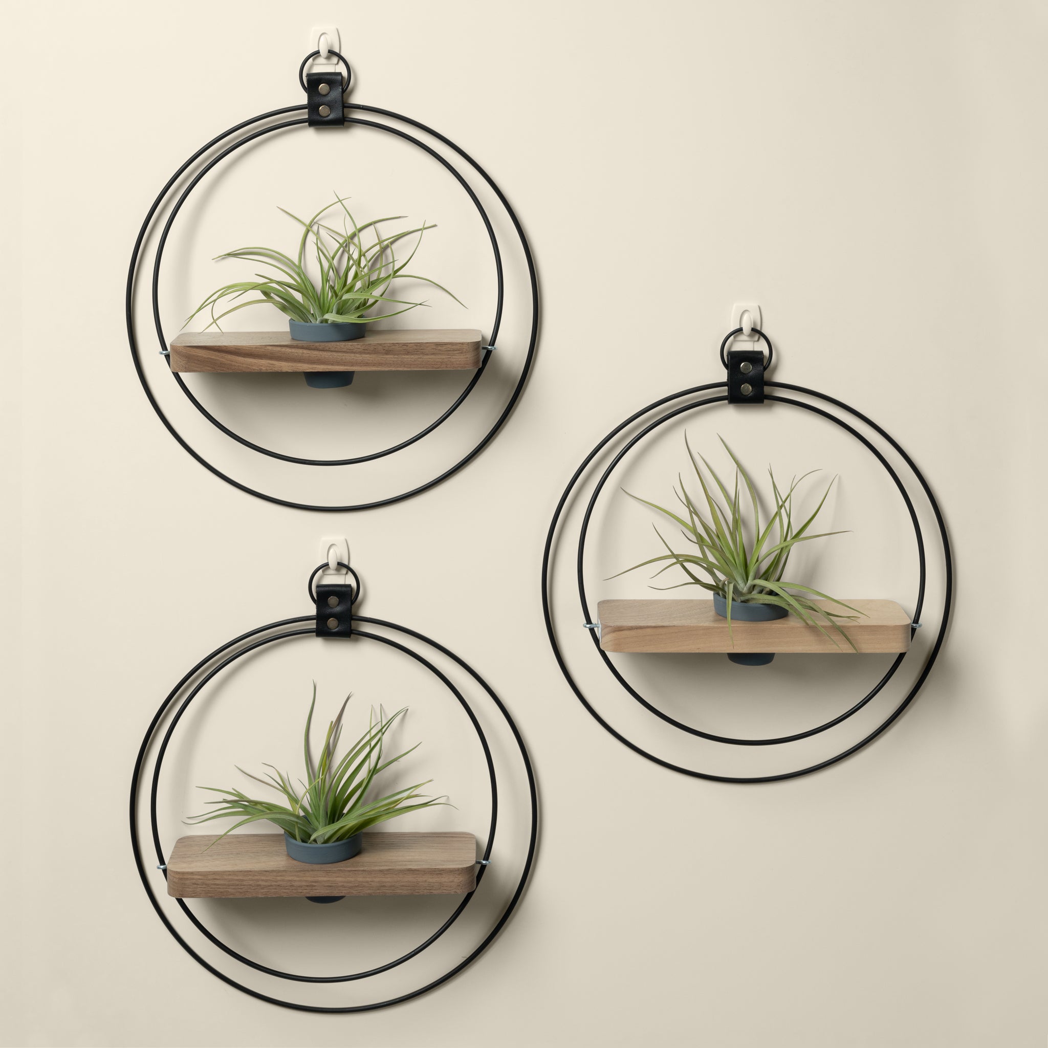 three wall mounted walnut plant shelves with black metal rings and charcoal colored pots