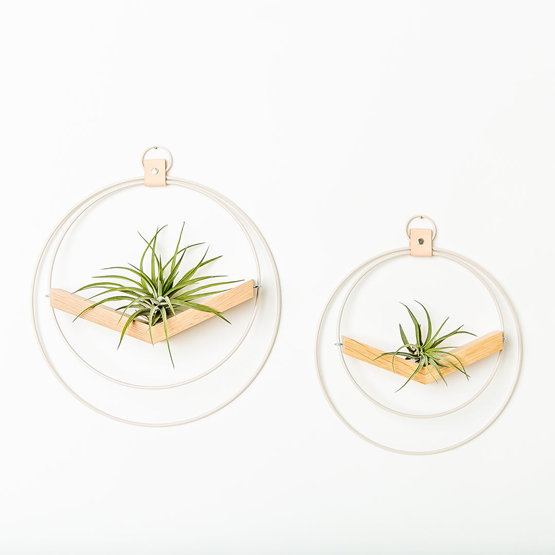 two white oak v shaped air plant hangers with white metal